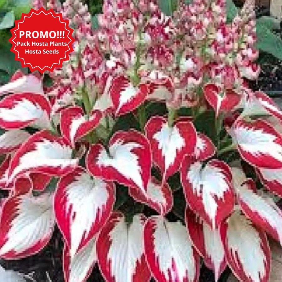 Perennial Hosta. White Leaves with Thick Red Edges. Hosta Seeds