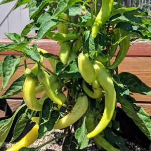 Sweet Banana pepper, PREMIUM HEIRLOOM 30+ seeds high yield 100% Organic Non GMO