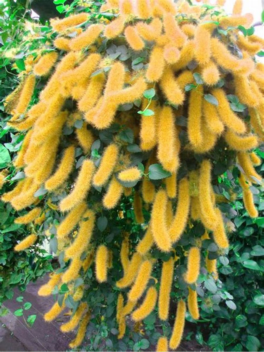 Trailing Chenille Plant Yellow Color Hybrid, 100 SEEDS D