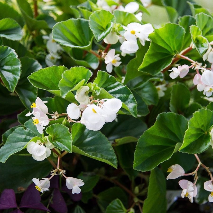 Wing Begonia White Flowers Angel Live Plant 11 Inch Tall