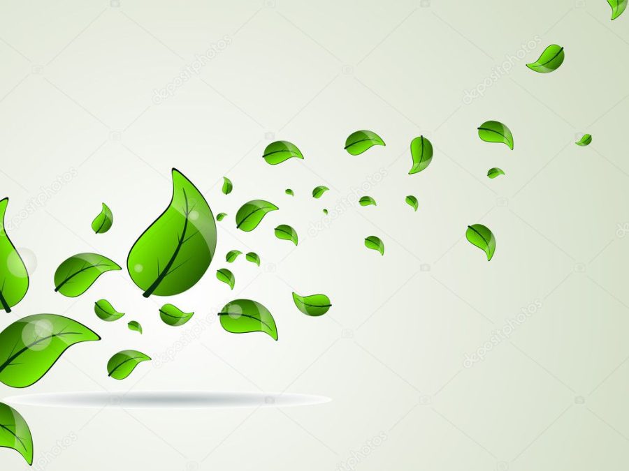 fresh green leave illustration for vector