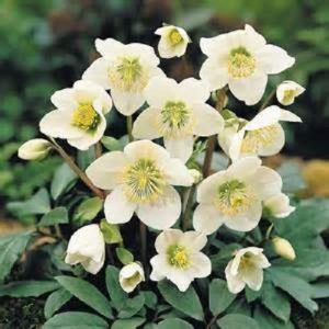 10 Christmas Rose Seeds-1088