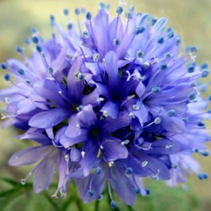 100 Globe Gilia (Gilia Capitata) Flower Seeds