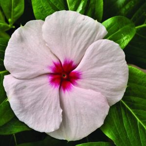 100 Vinca Seeds Cora Cascade Apricot Seeds Gardening USA Shipping