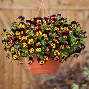 15 Pansy Seeds Cool Wave Fire Trailing Pansy Flowers Flower Seeds Plant Gardenin