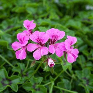 1R7D4 Reach Out Geranium Seeds Light Purple 15 Thru 100 Seeds Ivy Geranium Seeds