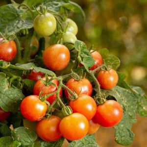 25 Tomato Seeds Little Birdy Rosy Finch Tomato Dwarf Gardening USA Shipping