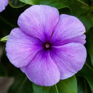 25 Vinca Seeds Blockbuster Blue Periwinkle Seeds Flower Seeds Flowers Gardening