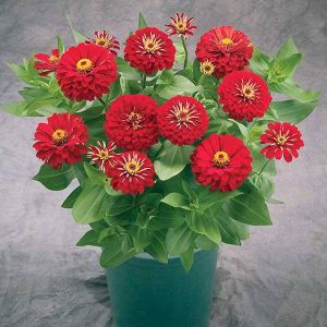 2R11D2 Zinnia Seeds Zinnia Preciosa Red 100 Seeds Gardening USA Shipping