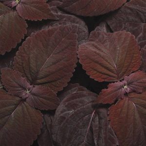 2R9D5 Coleus Sun Premium Dark Chocolate 100 Pelleted Seeds Coleus Seeds Gardenin