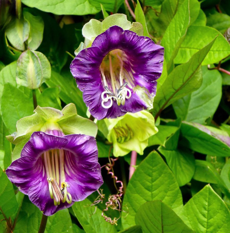 5 Cup Saucer Vine Cathedral Bells Cobaea Scandens Purple Hummer Flower Seeds Gar