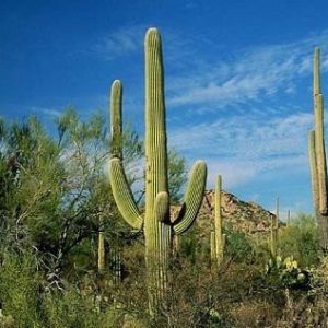 5 Giant Cactus Seeds-1124