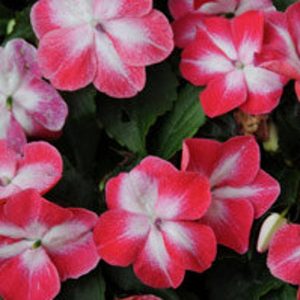 50 Impatiens Seeds Elfin Red Starburst Flower Seeds Gardening USA Shipping