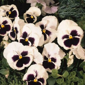 50 Snow Pansy Seeds White Blotch Flower Seeds Snowpansy Gardening USA Shipping