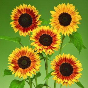 50 Sunflower Seeds Sunflower Ziggy Yellow Brown Bicolor Gardening USA Shipping