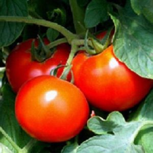 50 Tomato Seeds Better Boy Gardening USA Shipping