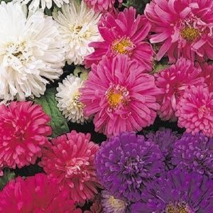 Aster Seeds Pot & Patio Mix Short Aster 100 Seeds Gardening USA Shipping