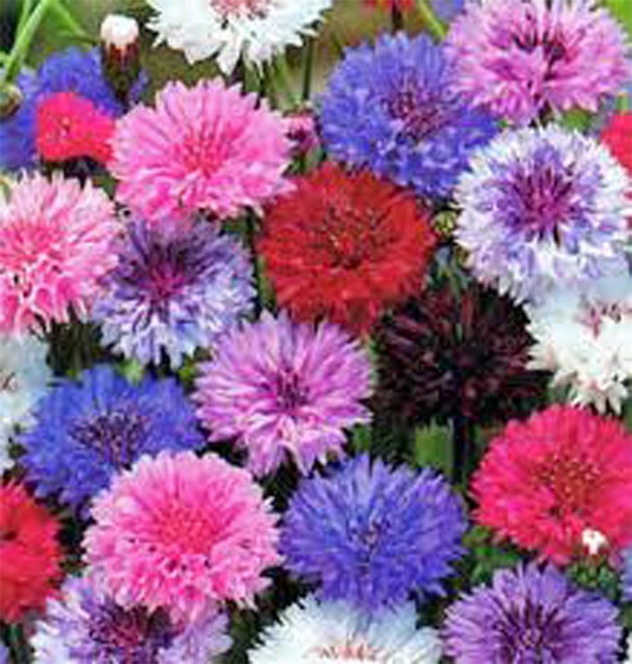 Bachelor Button, Dwarf Polka Dot Mix Seeds, Organic, 50 seeds, Beautiful Bright,