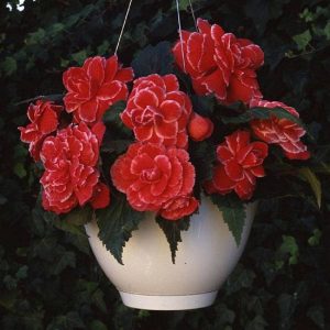 Begonia Seeds 15 Pelleted Seeds Ameri Picotee Red Lace Gardening USA Shipping