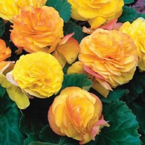 Begonia Seeds Fortune Golden Red Back 15 Thru 50 Pelleted Seeds Gardening USA Sh