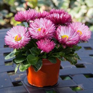 Bellis Seeds Bam Bam Rose 50 Pelleted Seeds English Daisy Gardening USA Shipping