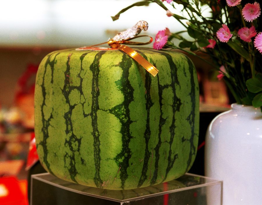 Big Red Sweet Square Watermelon, 50 Seeds