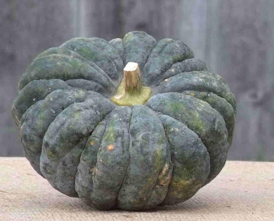 Black Futsu Squash Vegetable Organic, 10 Seeds