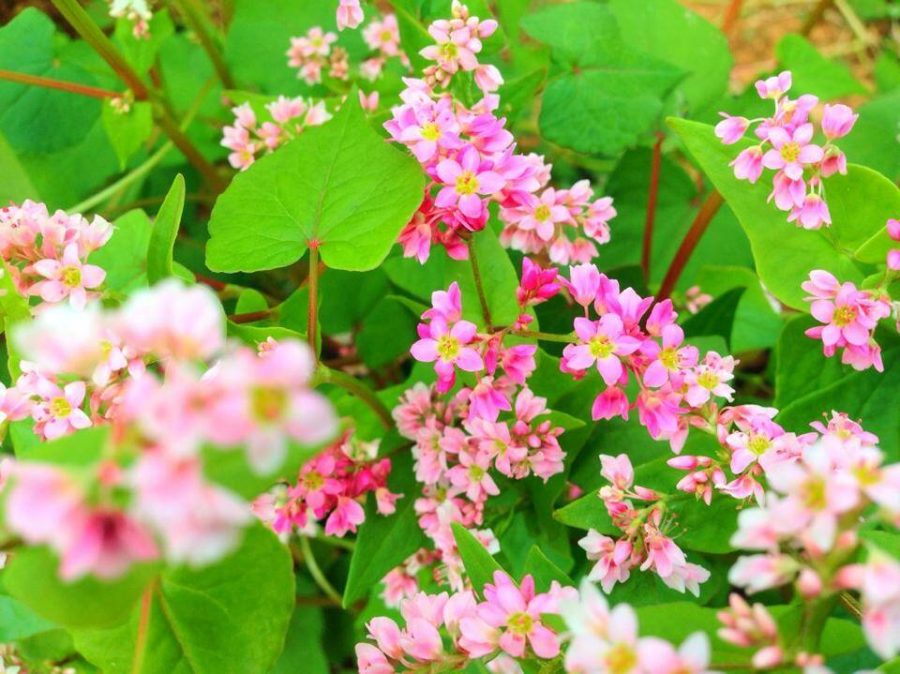 Buckwheat, Edible Green Herb Foods, Outdoor Gardening for Households, 300 seeds