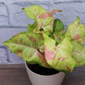 CONFETTI SYNGONIUM**Small Rooted Starter Plant**AKA Arrowhead Plant**Pink Splash