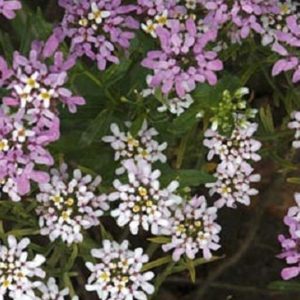 Candytuft Seeds Iberis Gibraltarica Seeds 50 Seeds Gardening USA Shipping