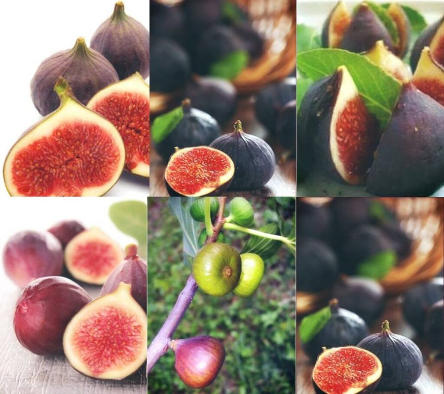 Ficus Carica 'Panache' Tiger Stripe Fig Black Red Fig Tree Organic, 6 seeds