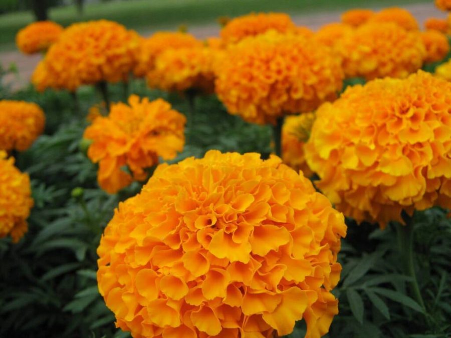 Flowers Aztec Marigold, 60 seeds