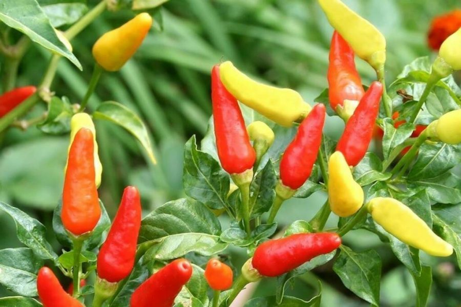 Hawaii Red Yellow Pod Chili Pepper Organic, 50 Seeds