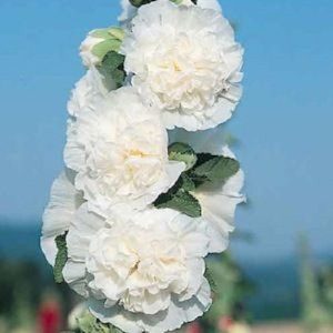 Hollyhock Seeds Chaters White Holly Hock Seeds 50 Seeds Perennial Gardening USA