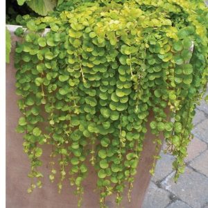 Mpb#12 Seeds Dichondra Emerald Falls 25 Pelleted Seeds Gardening USA Shipping