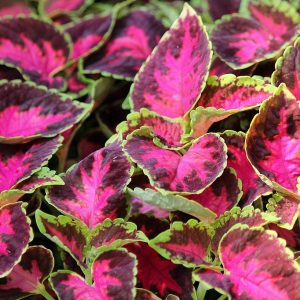 Mpb#2 Coleus Seeds Wizard Rose 50 Thru 500 Seeds You Pick The Amount You Need Ga