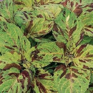 Mpb#3 Coleus Seeds Wizard Mosaic Seeds 50 Seeds Gardening USA Shipping