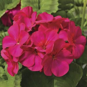 Mpb#3 Geranium Seeds For Sale Maverick Violet 100 Seeds Gardening USA Shipping