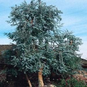 Mpb#5 Eucalyptus Silver Dollar Tree Seeds 25 Seeds Gardening USA Shipping