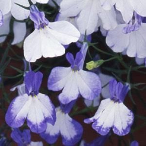 Mpb#8 Lobelia Seeds Regatta Blue Splash Seeds Trailing Lobelia Gardening USA Shi