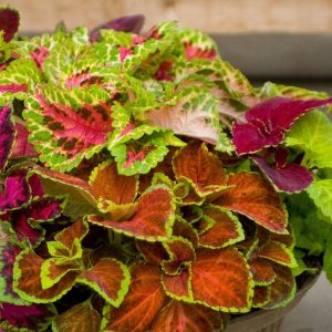 Pelleted Coleus Seeds Coleus Seeds Fairway Mix 50 Thru 500 Seeds Gardening USA S