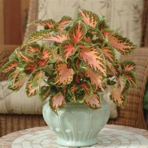 Pelleted Coleus Seeds Wizard Coral Sunrise 50 Thru 500 Pelleted Seedss Gardening