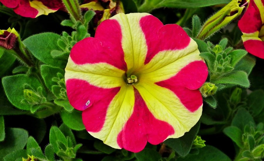 Petunia 'Amore Queen of Hearts', 200 Seeds