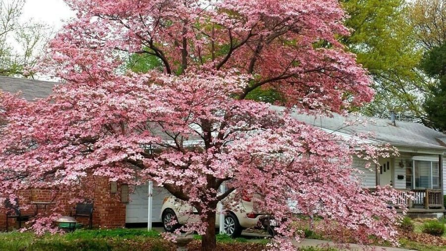 Pink Dogwood tree