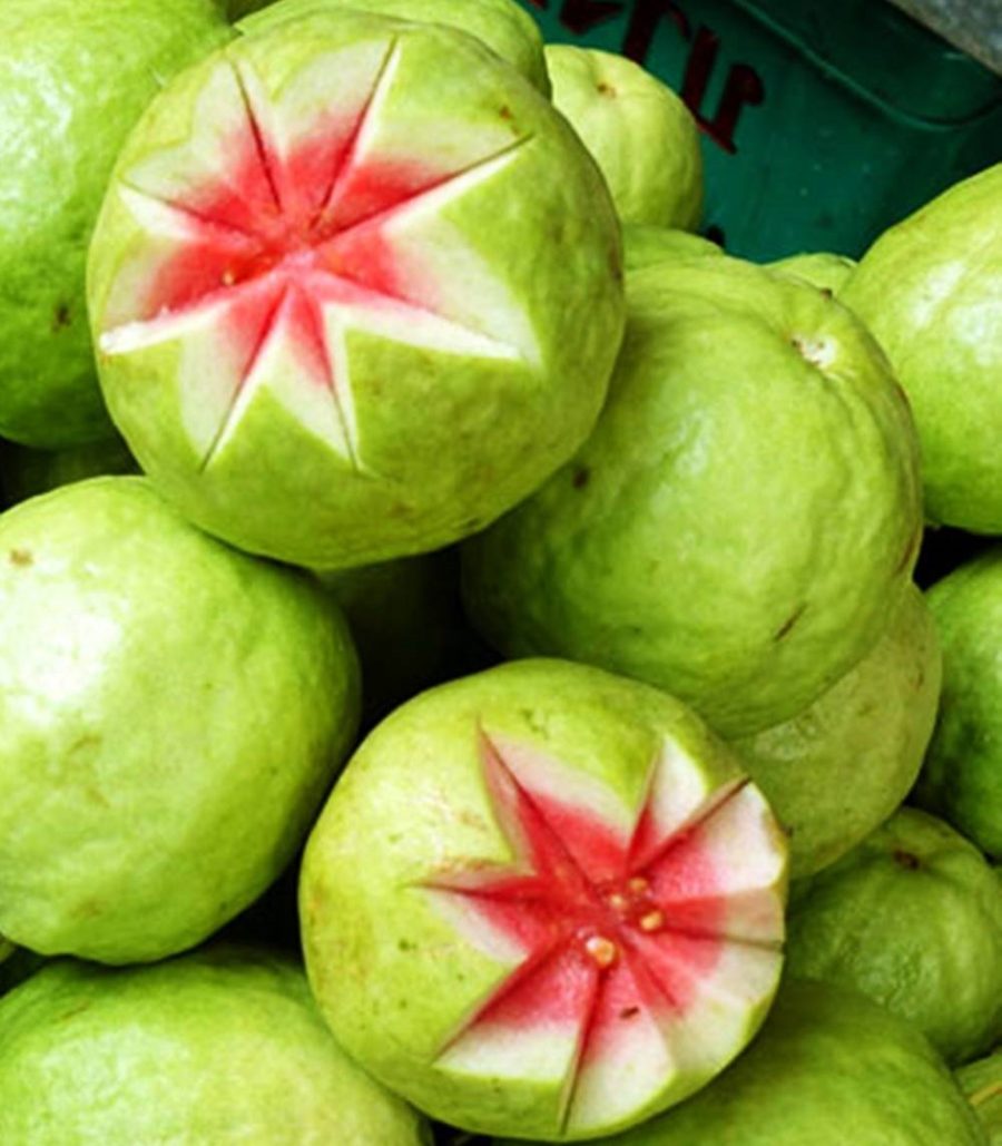 Pink Guava Psidium guajave Myrtaceac 10 Seeds ThailandMrk