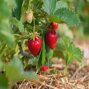 Quinalt Everbearing 100 live Strawberry Plants, NON GMO,