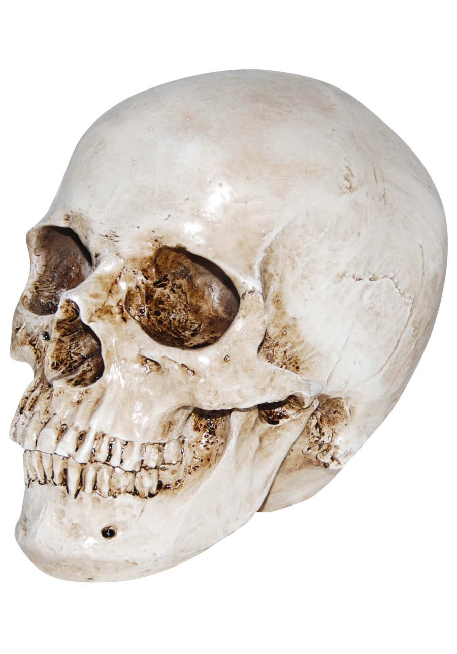 Realistic Deluxe Skull Prop