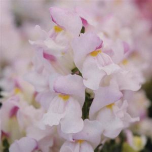 Snapdragon Snapshot Plumblossom 50 Pelleted Snapdragon Seeds Bedding Plant Garde