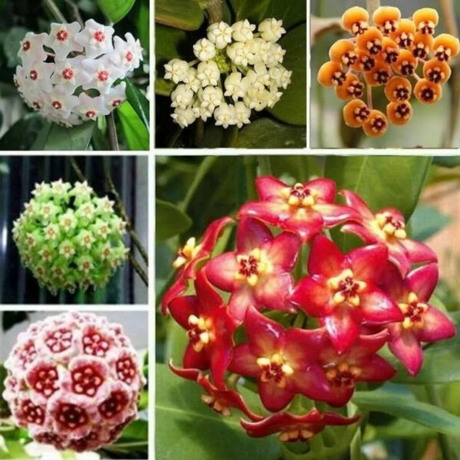 Variety complete Hoya carnosa, 100 seeds