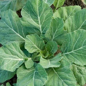 Vegetable Seeds 2000 Collards Seeds Vates 75 Days Gardening USA Shipping